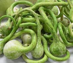 Dipper Gourd Lagenaria siceraria seeds for trellis planting in garden